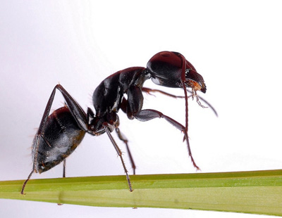 Ant Extract - Herbal Extracts