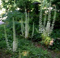 Black Cohosh Extract - Herbal Extracts