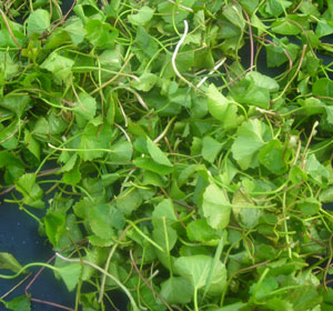 Centella Asiatica Extract - Herbal Extracts