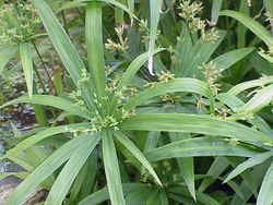 Cyperus Amuricus P.E. - Herbal Extracts