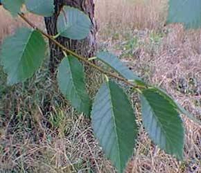 Elm Bark Extract - Herbal Extracts