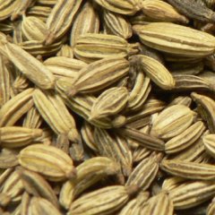 Fennel Seed Extract - Herbal Extracts