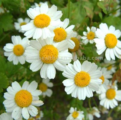 Feverfew Extract - Herbal Extracts