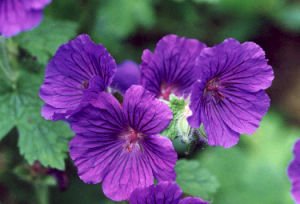 Geranium Extract - Herbal Extracts