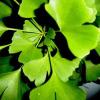 Ginkgo Biloba Leaf P.E. - Herbal Extracts