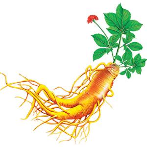 Ginseng Extract