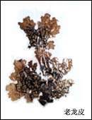 Lobaria Pulmonaria - Herbal Extracts