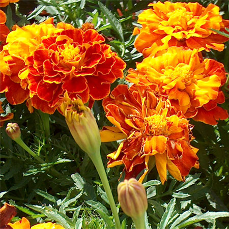 Marigold Extract - Herbal Extracts