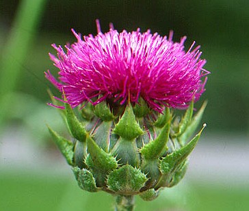 Milk Thistle Plant Extract - Herbal Extracts