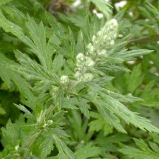 Mugwort extract - Herbal Extracts