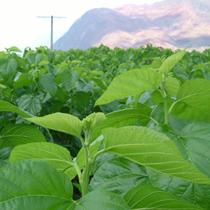 Mulberry Leaf Extract