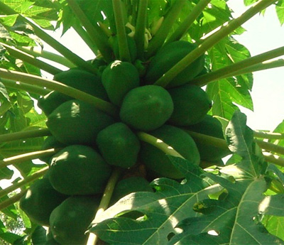 Papaya Extract - Herbal Extracts