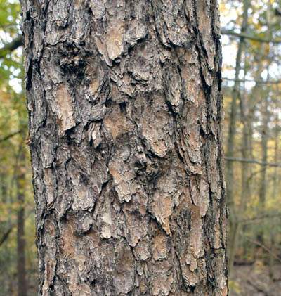 Pine Bark Extract - Herbal Extracts