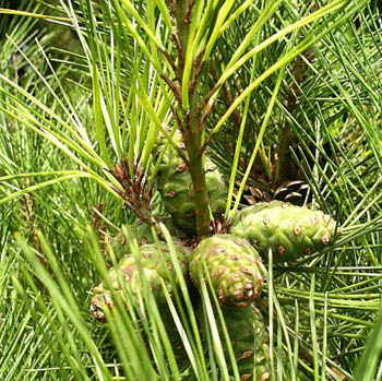 Pinus Densiflora Extract - Herbal Extracts