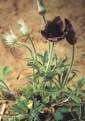 Pulsatilla Extract - Herbal Extracts