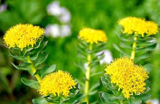 Rhodiola Rosea Herbal Extract - Herbal Extracts