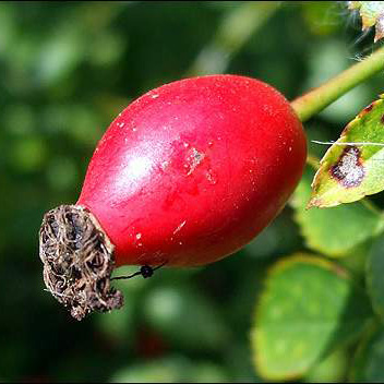 Rose Hip Extract