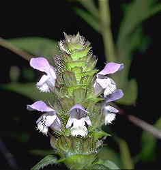 Self Heal Spike Extract Powder - Herbal Extracts