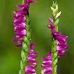 Spiranthes Sinensis - Herbal Extracts