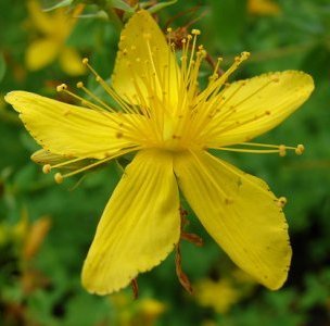 St. Johns Wort Extract - Herbal Extracts