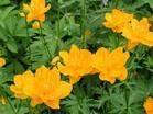 Trollius Chinensis Extract - Herbal Extracts