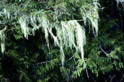 Usnea Longissima - Herbal Extracts