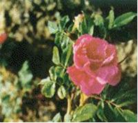 Wild Rose Extract - Herbal Extracts