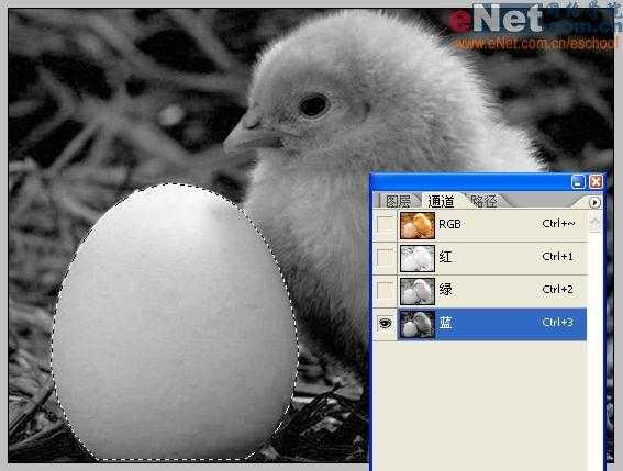 Photoshop合成“蛋壳里的小鸡”