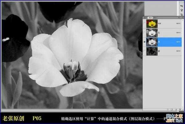 Photoshop通过计算命令无限改变花的颜色图文教程