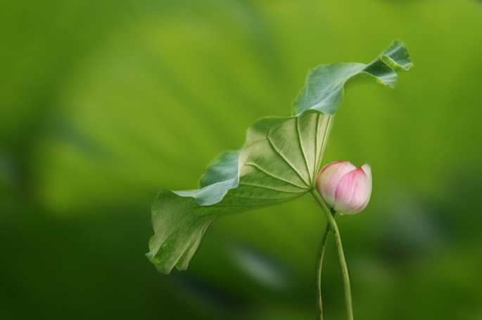 ps后期处理制作好看的大光圈风景照镜头模糊虚化背景教程